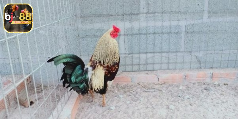 Đá gà tre - Thông tin về gà tre đá cho người chơi tham khảo 5 Gà tre Tân Châu bản địa