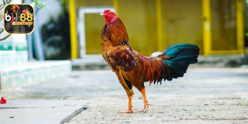Đá gà tre - Thông tin về gà tre đá cho người chơi tham khảo 3 Xét tiêu chuẩn về hình thể