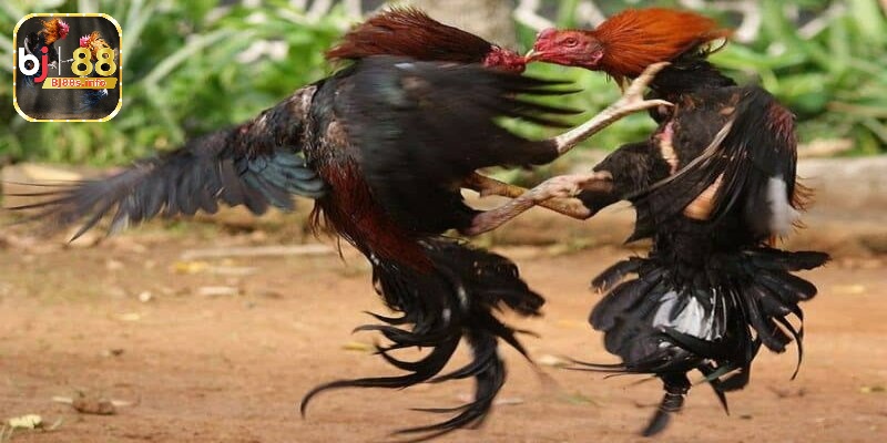 Gà chọi đòn cáo - Tìm hiểu mọi thông tin về chiến kê 4 Đòn đá đặc trưng nhất của gà chọi đòn cáo
