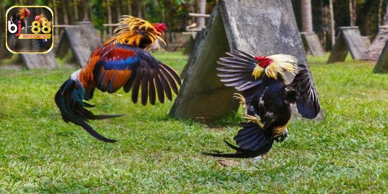 Gà chọi đòn cáo - Tìm hiểu mọi thông tin về chiến kê 5 Lối đá né tránh