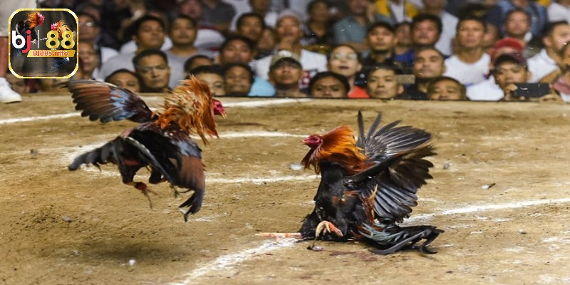 Gà chọi đòn cáo - Tìm hiểu mọi thông tin về chiến kê 6 Phản công nhanh