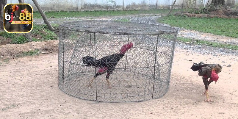 Gà đá bị run chân - Tìm hiểu chi tiết về bệnh để điều trị 5 Nếu do tập luyện quá sức, giảm cường độ tập luyện, cung cấp thời gian nghỉ ngơi